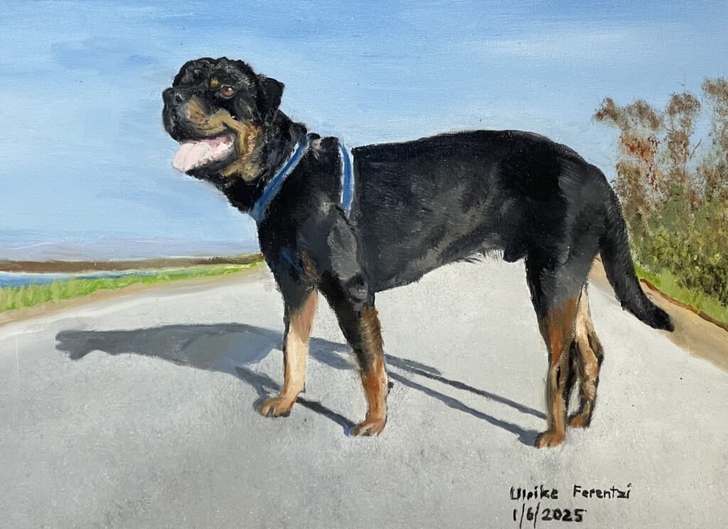 Dieses 50 x 40 cm große Ölgemälde zeigt einen Rottweiler in eleganter Seitenansicht. Mit feinem Pinselstrich wurde die glänzende Fellstruktur lebendig und detailreich eingefangen, sodass man die Weichheit und Tiefe seines Fells fast spüren kann. Die ruhige Haltung und der sanfte Ausdruck spiegeln die Persönlichkeit und Treue des Hundes authentisch wider. Das Spiel von Licht und Schatten betont die Konturen und verleiht dem Bild eine besondere Lebendigkeit. Dieses Portrait steht beispielhaft dafür, wie ich in meiner Auftragsmalerei auch die besondere Verbindung zu Hunden liebevoll und einfühlsam festhalte.